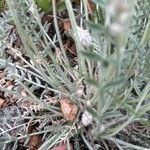 Oxytropis splendens Corteza