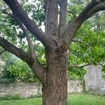 Catalpa bignonioides Bark