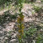 Verbascum bugulifolium Floro