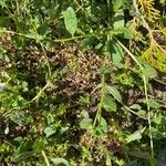 Asperugo procumbens عادت داشتن