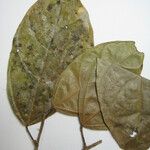 Matisia ochrocalyx Diğer