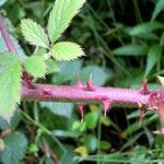 Rubus albionis Bark