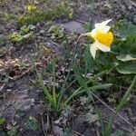 Narcissus bicolor Habit