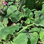 Salvia hierosolymitana Leaf