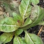 Oenothera rosea Blatt