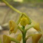 Polystachya pyramidalis Flower