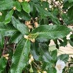 Eucryphia cordifolia Foglia