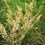 Lepidium virginicum फल