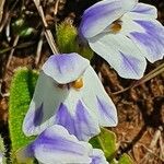 Craterostigma plantagineum Virág