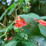 Ruellia brevifolia Fleur