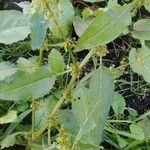 Rumex pulcher Λουλούδι