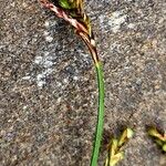 Carex ornithopoda Flower