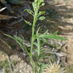 Lepidium lasiocarpum Habitus