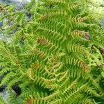 Athyrium distentifolium Blad