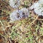 Echinops ritroFlower