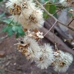 Gymnanthemum amygdalinum Квітка