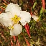 Eulobus californicus Flower