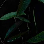 Philodendron surinamense Leaf