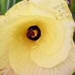 Hibiscus tiliaceus Blüte