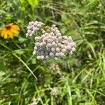 Achillea × roseoalba Blomst