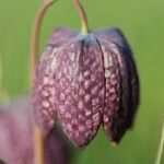 Fritillaria meleagrisÇiçek