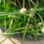 Cyperus brevifolius Floro