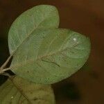 Siparuna decipiens Yaprak