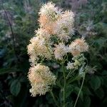 Thalictrum flavum Flower