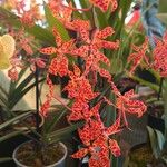 Renanthera coccinea عادت