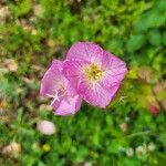 Oenothera roseaFlors