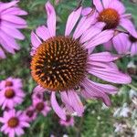 Echinacea angustifoliaFlor