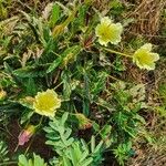 Monsonia longipes Blomma