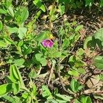 Talinum portulacifolium Цвят