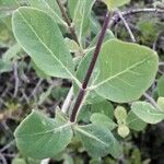 Lonicera etrusca Blad