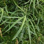 Salix viminalis Hoja