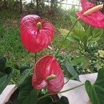 Anthurium scherzerianum花