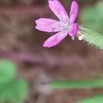 Dianthus nudiflorus Flower