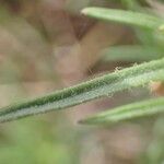 Plantago sempervirens Leaf