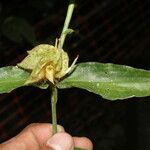 Commelina obliqua Fruit