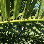 Phoenix canariensis Hoja