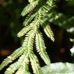Selaginella flabellata Hoja