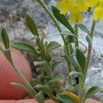 Alyssum cuneifolium Feuille