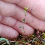 Vaccinium microcarpum Leaf