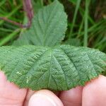 Rubus horrefactus Övriga