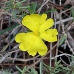 Hibbertia cistifloraFloro