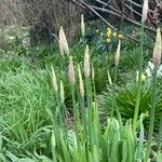 Allium siculum Habitus