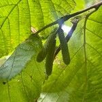 Corylus cornuta ফুল