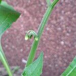 Solanum nigrumFlower