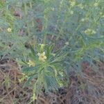 Lithospermum ruderale Blatt