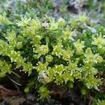 Cherleria sedoides Habit